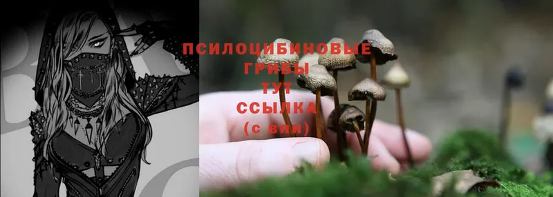 Галлюциногенные грибы Psilocybe  Высоцк 